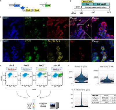 Single-Cell Trajectory Inference Guided Enhancement of Thyroid Maturation In Vitro Using TGF-Beta Inhibition